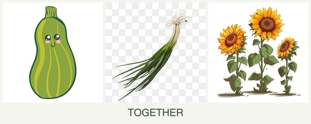 Can you plant zucchini, chives and sunflowers together?