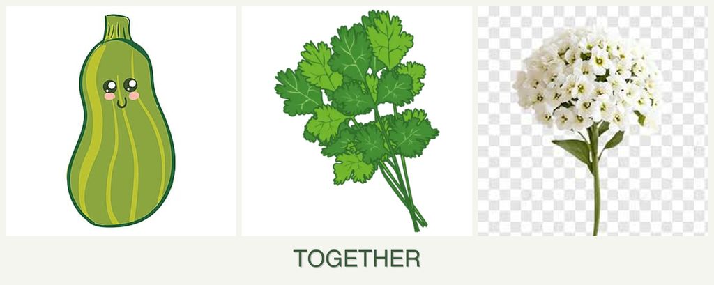 Can you plant zucchini, cilantro and alyssum together?