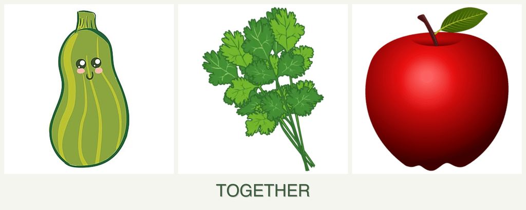 Can you plant zucchini, cilantro and apples together?