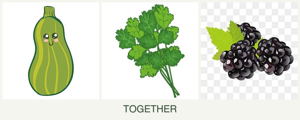Can you plant zucchini, cilantro and blackberries together?