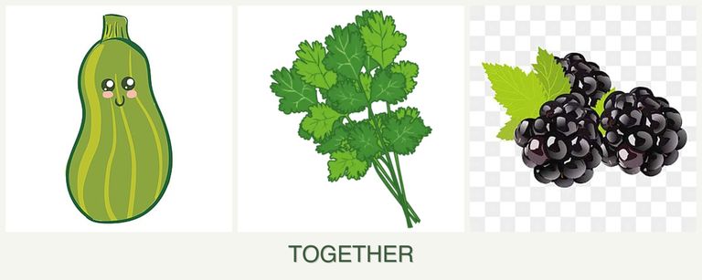 Can you plant zucchini, cilantro and blackberries together?