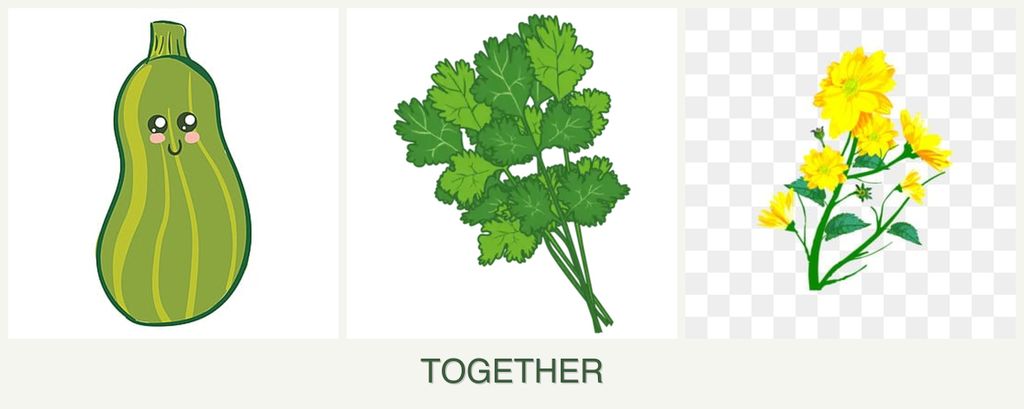 Can you plant zucchini, cilantro and calendula together?