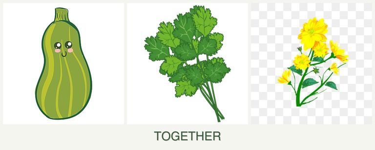Can you plant zucchini, cilantro and calendula together?