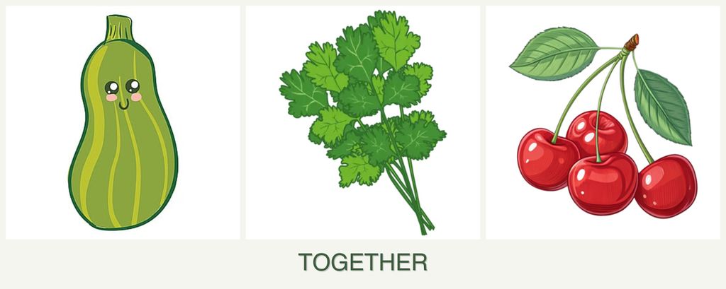 Can you plant zucchini, cilantro and cherries together?