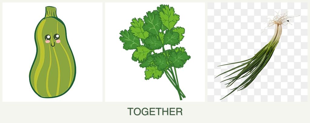 Can you plant zucchini, cilantro and chives together?