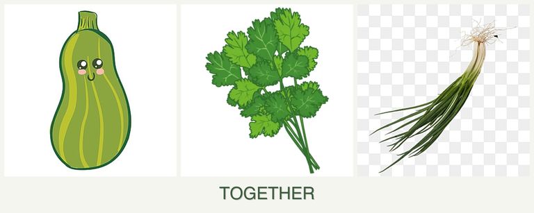 Can you plant zucchini, cilantro and chives together?
