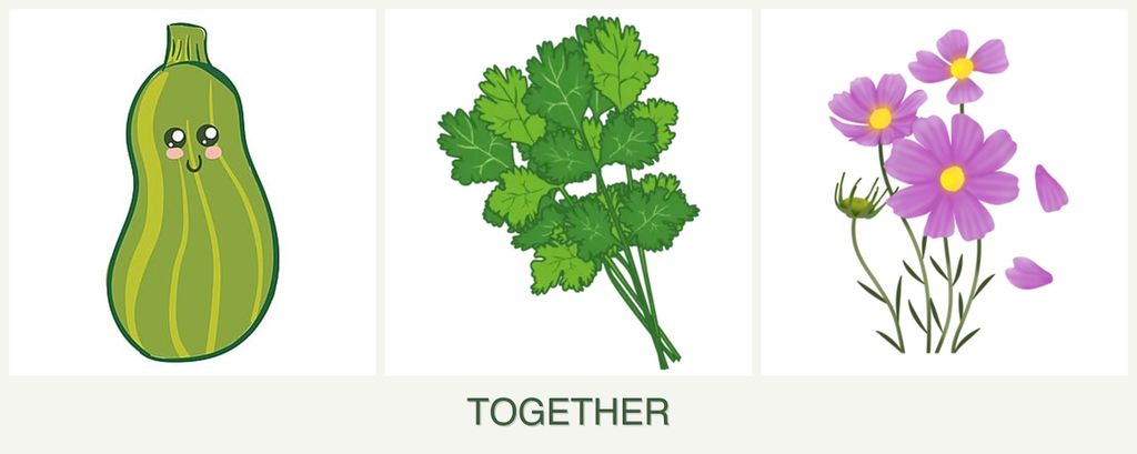 Can you plant zucchini, cilantro and cosmos together?