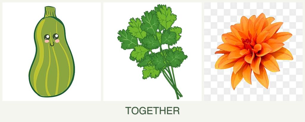 Can you plant zucchini, cilantro and dahlias together?