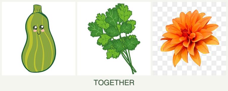 Can you plant zucchini, cilantro and dahlias together?