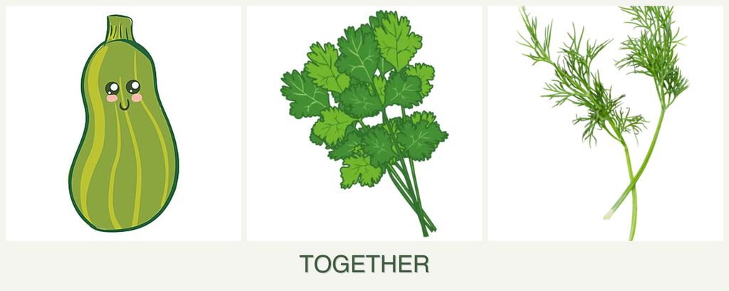 Can you plant zucchini, cilantro and dill together?