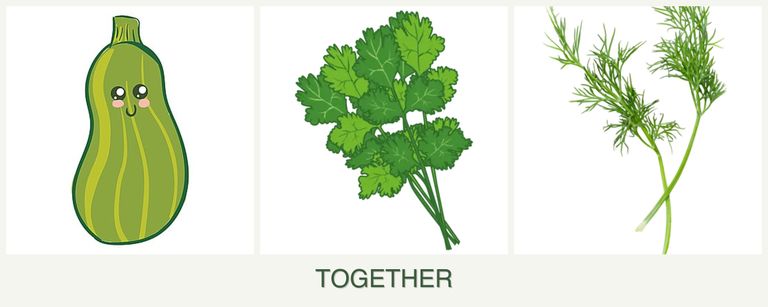 Can you plant zucchini, cilantro and dill together?