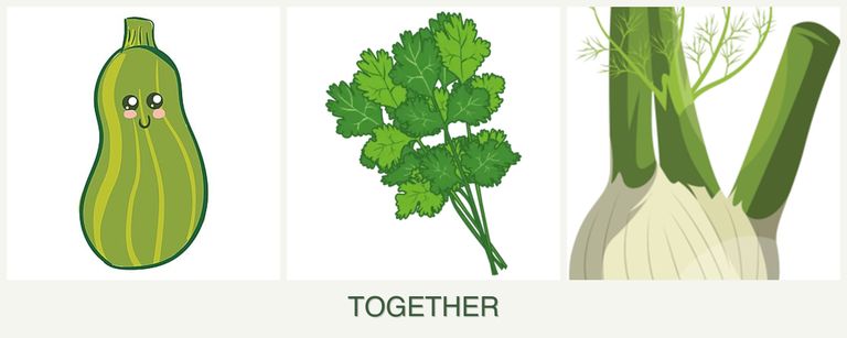 Can you plant zucchini, cilantro and fennel together?