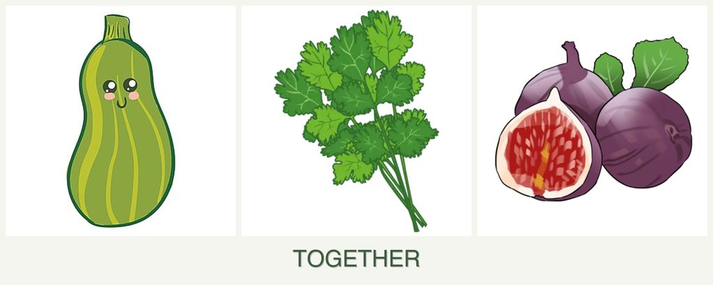 Can you plant zucchini, cilantro and figs together?