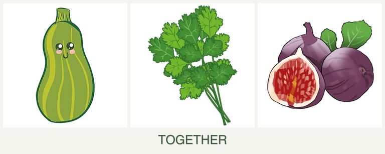 Can you plant zucchini, cilantro and figs together?