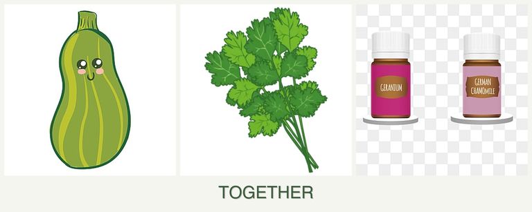 Can you plant zucchini, cilantro and geraniums together?