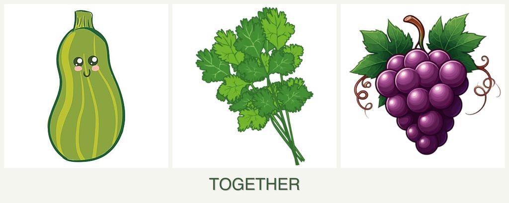 Can you plant zucchini, cilantro and grapes together?