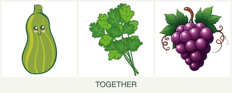 Can you plant zucchini, cilantro and grapes together?