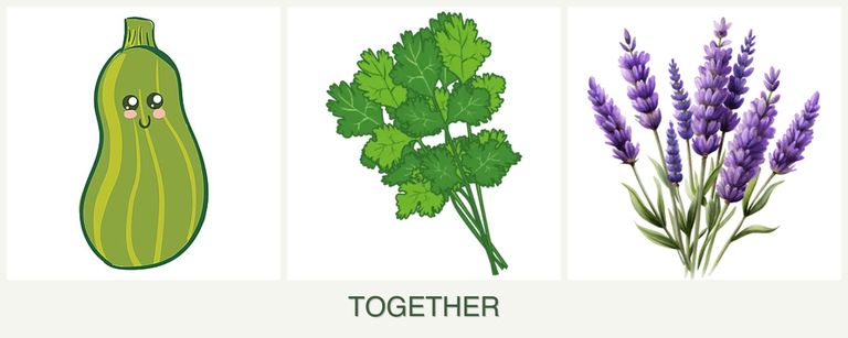 Can you plant zucchini, cilantro and lavender together?