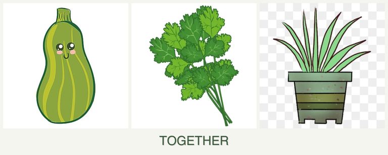 Can you plant zucchini, cilantro and lemongrass together?