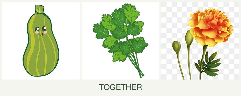 Can you plant zucchini, cilantro and marigolds together?