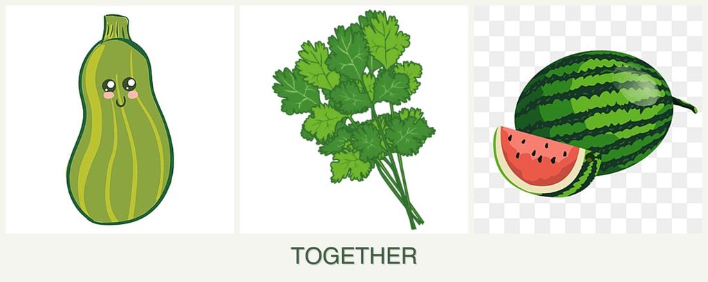 Can you plant zucchini, cilantro and melons together?
