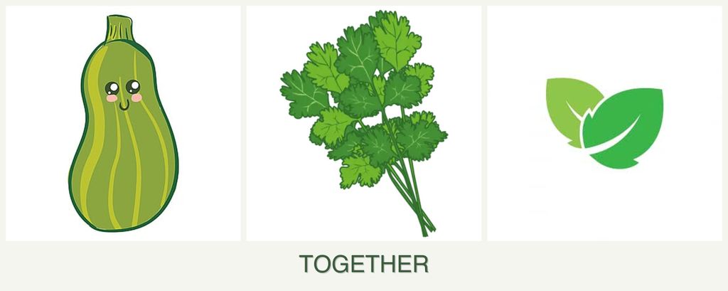 Can you plant zucchini, cilantro and mint together?