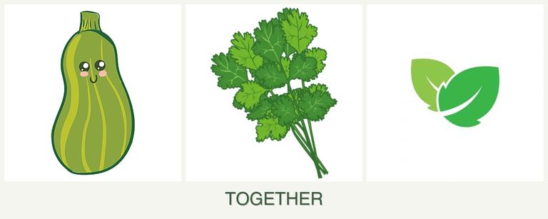 Can you plant zucchini, cilantro and mint together?