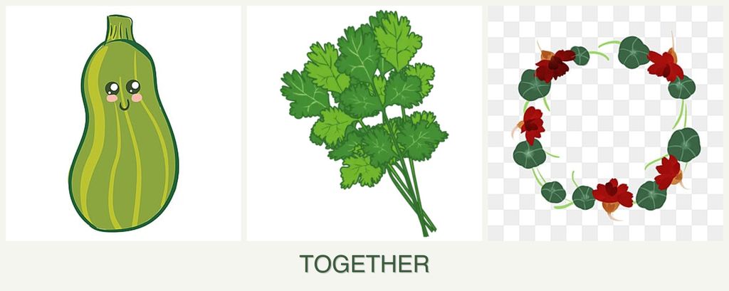 Can you plant zucchini, cilantro and nasturtiums together?