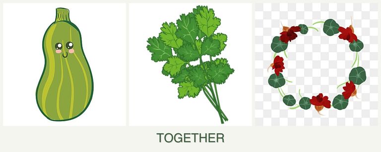 Can you plant zucchini, cilantro and nasturtiums together?