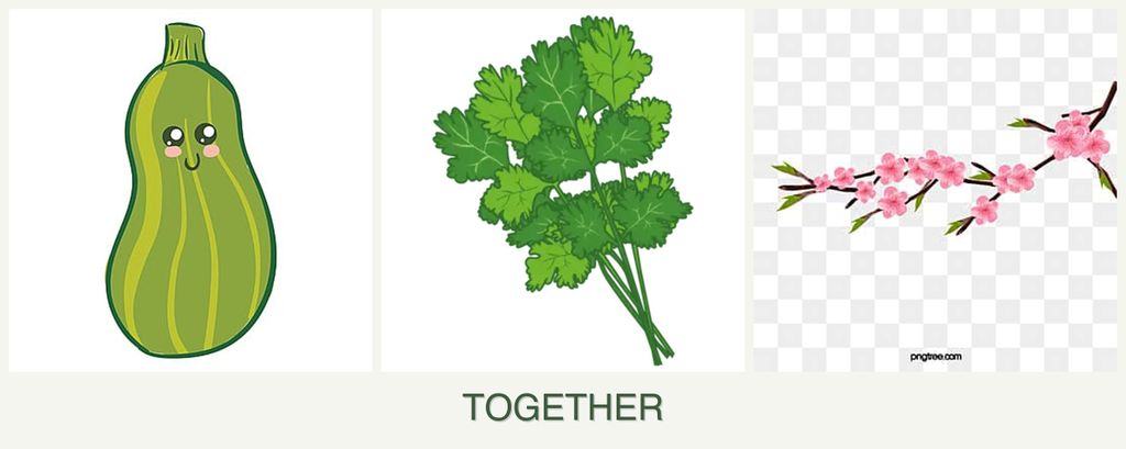 Can you plant zucchini, cilantro and peaches together?