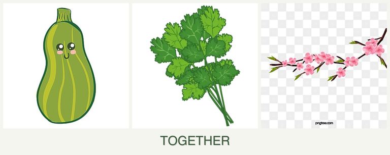 Can you plant zucchini, cilantro and peaches together?