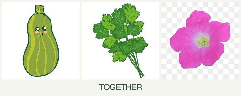 Can you plant zucchini, cilantro and petunias together?