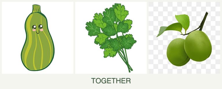 Can you plant zucchini, cilantro and plums together?