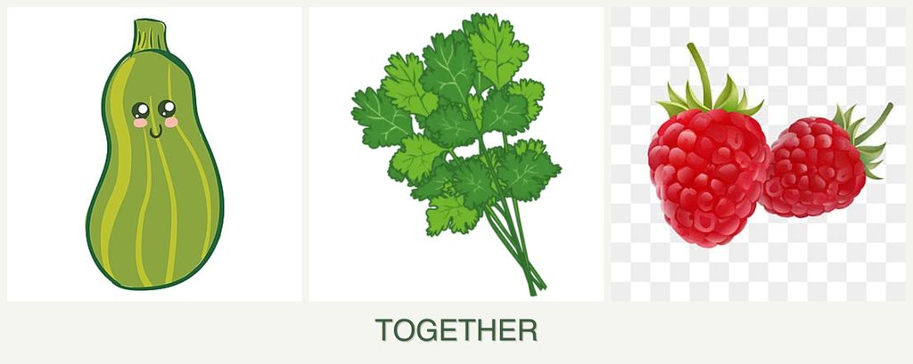 Can you plant zucchini, cilantro and raspberries together?