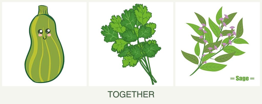 Can you plant zucchini, cilantro and sage together?