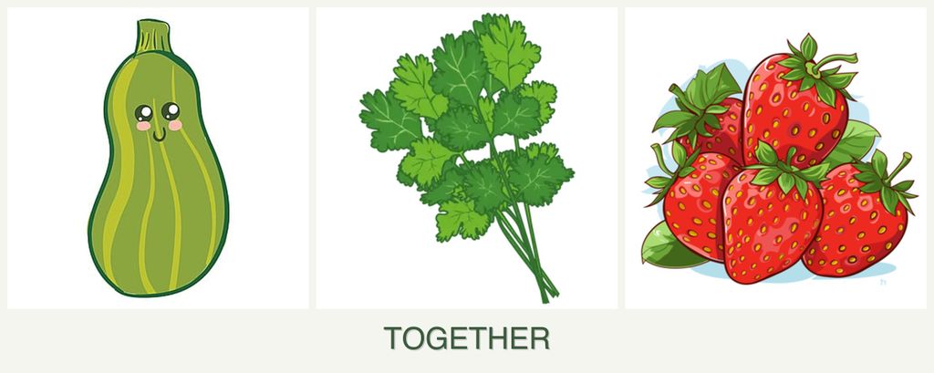 Can you plant zucchini, cilantro and strawberries together?