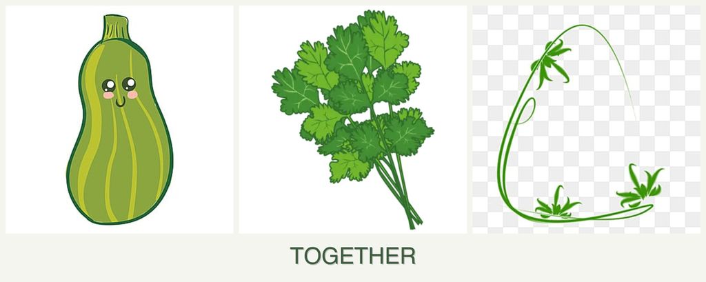 Can you plant zucchini, cilantro and tarragon together?