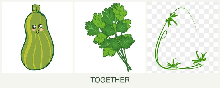 Can you plant zucchini, cilantro and tarragon together?
