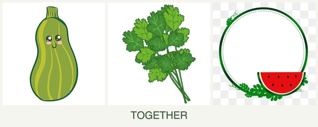 Can you plant zucchini, cilantro and watermelons together?