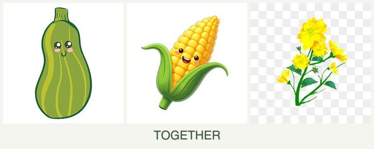 Can you plant zucchini, corn and calendula together?
