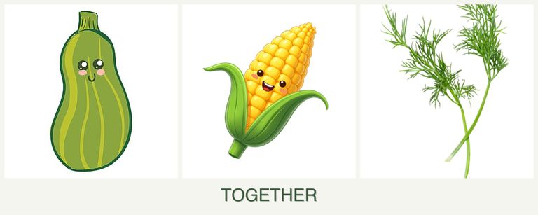 Can you plant zucchini, corn and dill together?
