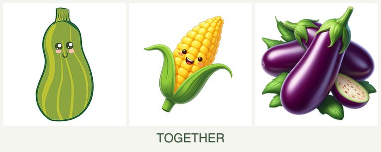 Can you plant zucchini, corn and eggplant together?