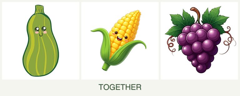 Can you plant zucchini, corn and grapes together?
