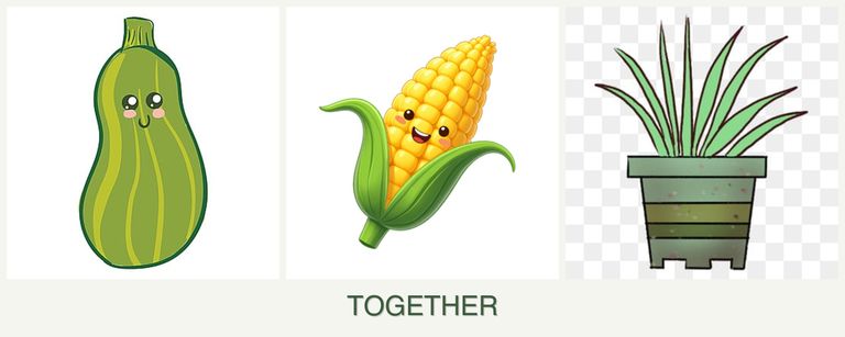 Can you plant zucchini, corn and lemongrass together?