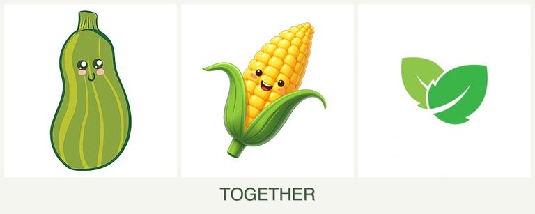 Can you plant zucchini, corn and mint together?