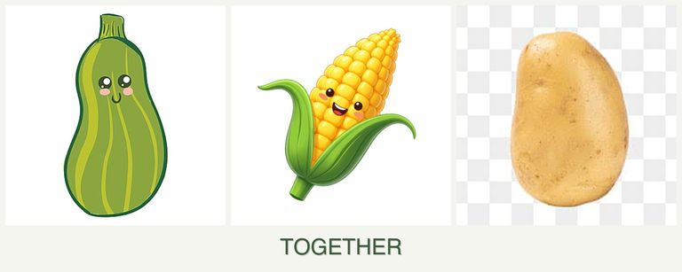 Can you plant zucchini, corn and potatoes together?