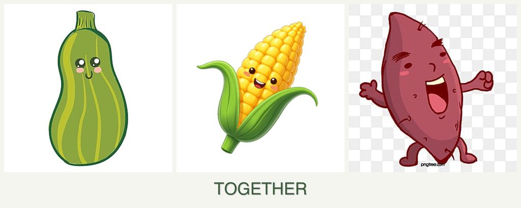 Can you plant zucchini, corn and sweet potatoes together?