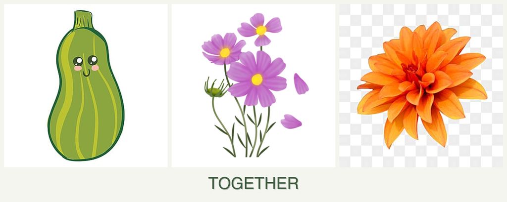 Can you plant zucchini, cosmos and dahlias together?