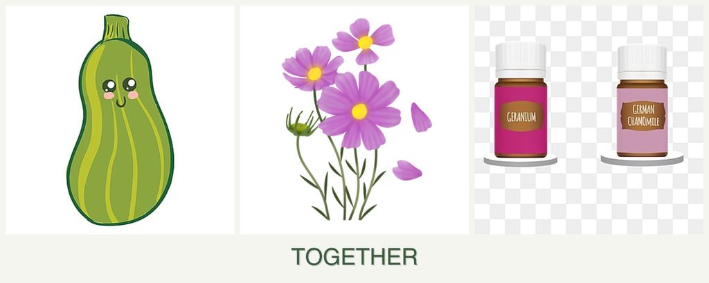 Can you plant zucchini, cosmos and geraniums together?