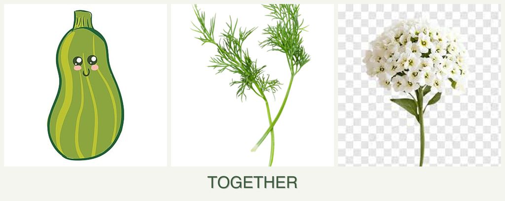 Can you plant zucchini, dill and alyssum together?